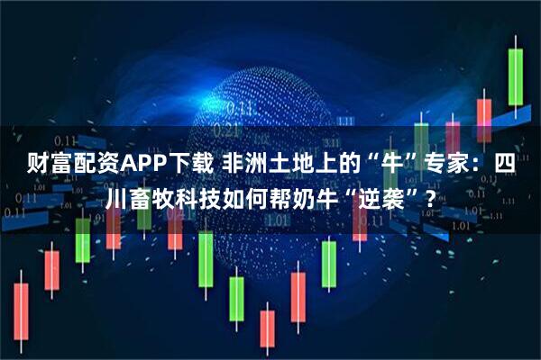 财富配资APP下载 非洲土地上的“牛”专家：四川畜牧科技如何帮奶牛“逆袭”？